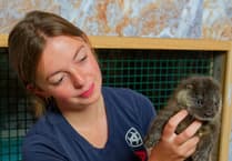 Teenage otter saviour shortlisted for major award