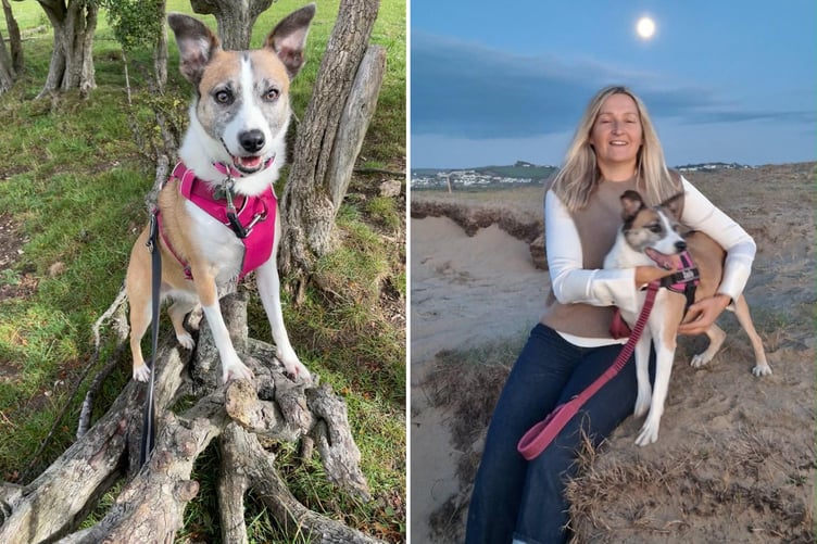 Sadie enjoying the Devon countryside and in the dunes near Westward Ho!
