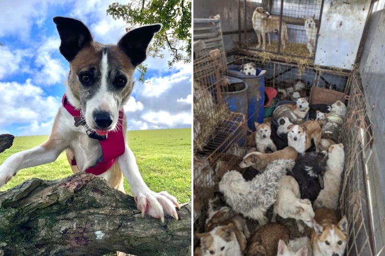 Sadie in Devon and when rescued among 200 other dogs in a home by the RSPCA.