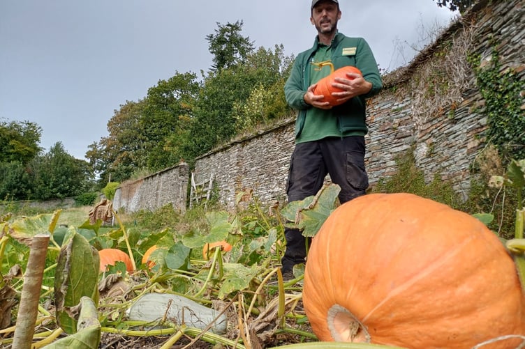 Pumpkins at Buckland Abbey picture by Eleanor Hopkinson