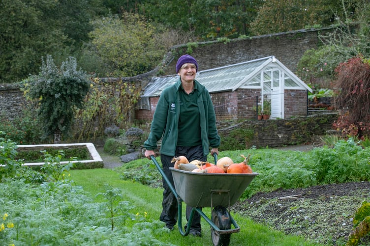 The pumpkin harvest at Buckland Abbey, Yelverton, with National Trust gardener Helen Oldale.