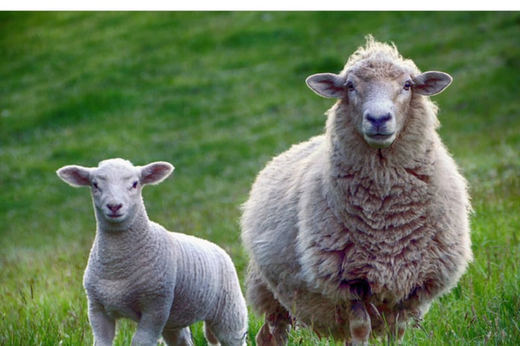 Sheep