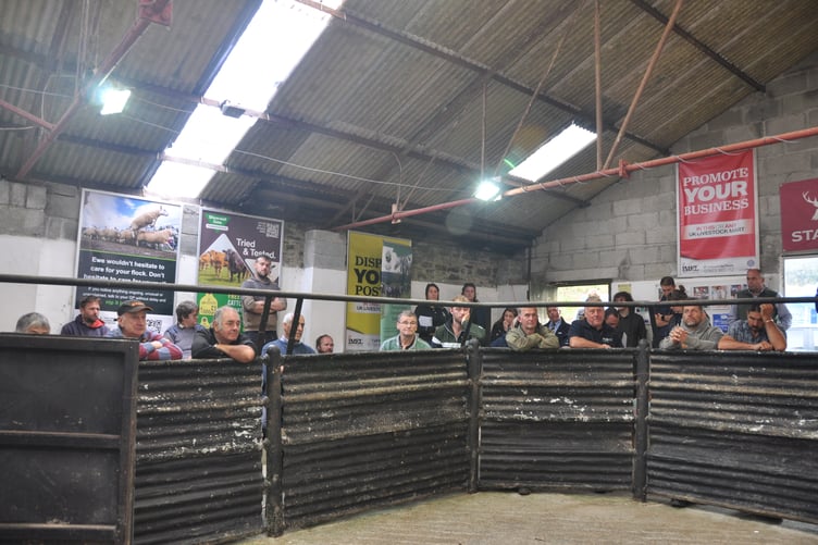 Dartmoor Hill Farm Project's ram fertility testing and information event at Tavistock Livestock Centre during the bluetongue epidemic. Picture by Sarah Chaddock.