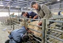 Tavistock sheep testing helps farmers faced with bluetongue
