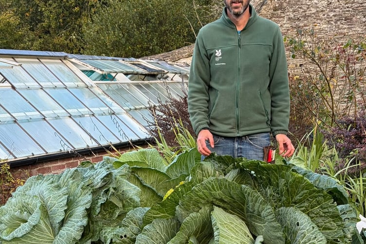 Senior Gardener Sam Brown with his team's giant cabbage at National Trust Buckland Abbey. Picture: National Trust Images.