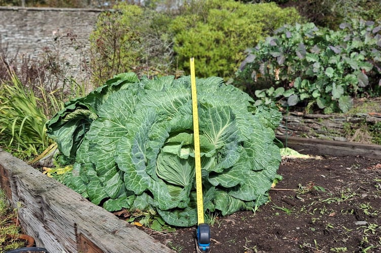 The National Trust Buckland Abbey giant cabbage weighs over over 10kg. Picture by National Trust Images.