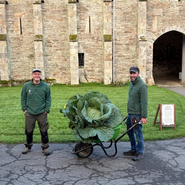 Huge prizewinning cabbage a stately home star