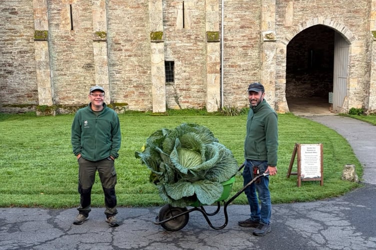 Head Gardener Dave Bouch and Senior Gardener Sam Brown at National Trust Buckland Abbey with their giant cabbage. Picture: National Trust Images.