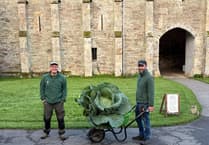 Huge prizewinning cabbage a Buckland Abbey star